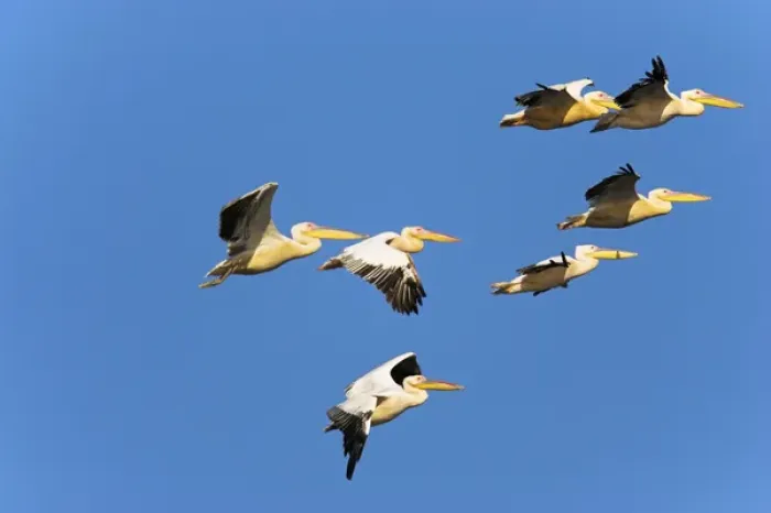 Framed Print : Great White Pelican (Pelecanus onocrotalus) flying in the Danube Delta. Europe Framed Print : Great White Pelican (Pelecanus onocrotalus) flying in the Danube Delta. Europe