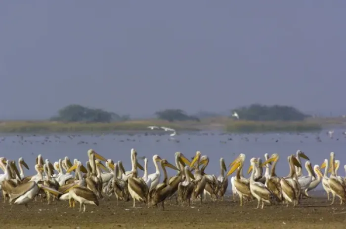 Framed Print : Great White Pelicans (Pelecanus onocrotalus). At salt pans of Runn of Kutch. Gujarat Framed Print : Great White Pelicans (Pelecanus onocrotalus). At salt pans of Runn of Kutch. Gujarat