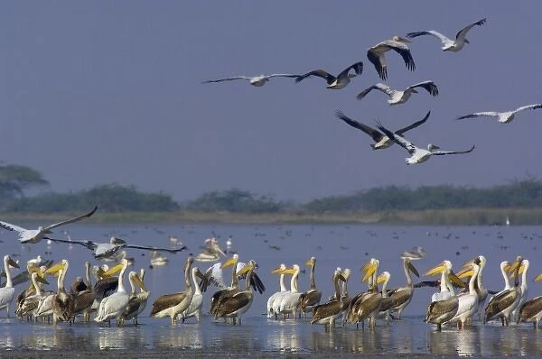 Great White Pelicans (Pelecanus onocrotalus). At salt pans of Runn of Kutch. Gujarat