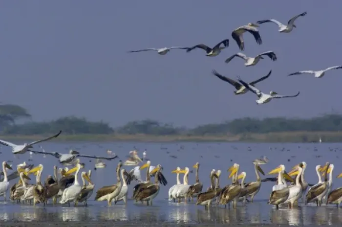 Framed Print : Great White Pelicans (Pelecanus onocrotalus). At salt pans of Runn of Kutch. Gujarat Framed Print : Great White Pelicans (Pelecanus onocrotalus). At salt pans of Runn of Kutch. Gujarat