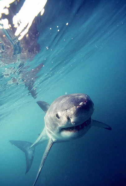 Great White Shark (Carcharodon Carcharias) South Africa