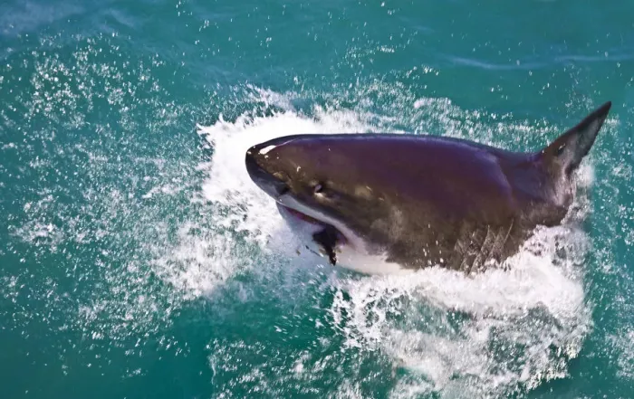 Framed Print : Great White Shark (Carcharodon carcharias) breaks the surface attracted by chum in Capetown