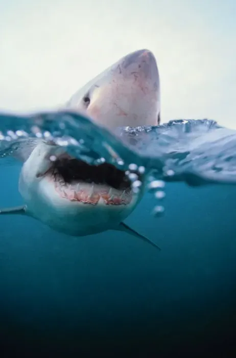 Framed Print : Great White Shark (Carcharodon Carcharias) South Africa Framed Print : Great White Shark (Carcharodon Carcharias) South Africa