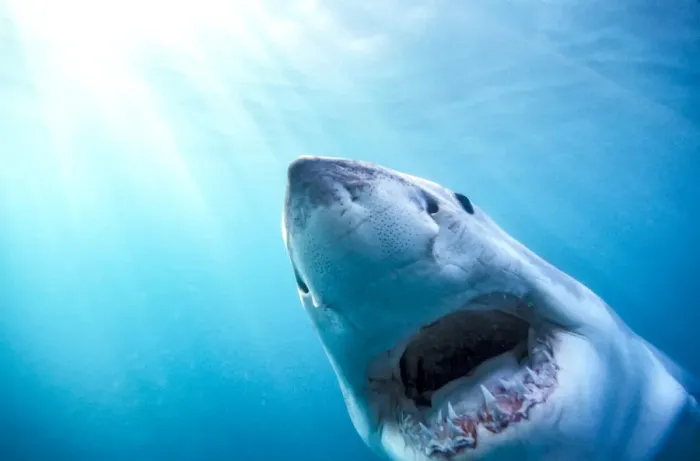 Framed Print : Great White Shark (Carcharodon Carcharias) South Africa Framed Print : Great White Shark (Carcharodon Carcharias) South Africa