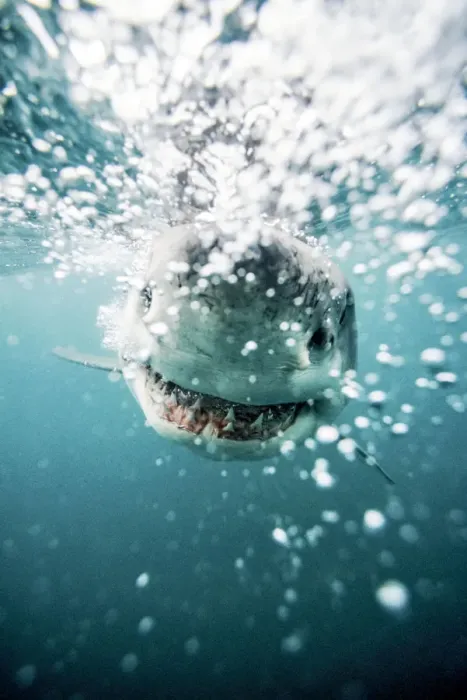 Framed Print : Great White Shark (Carcharodon Carcharias) South Africa Framed Print : Great White Shark (Carcharodon Carcharias) South Africa
