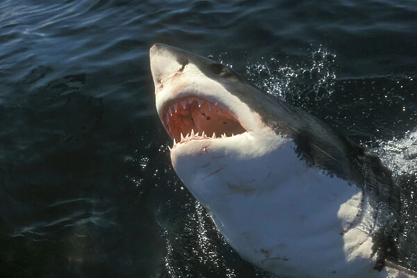 Great White Shark (Carcharodon carcharius) South Africa