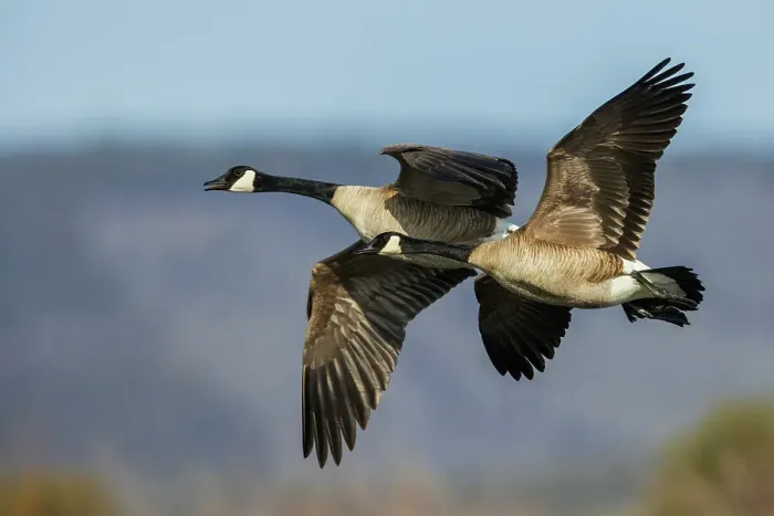 Framed Print : Greater Canada geese in flight over a Colorado autumn wetlands