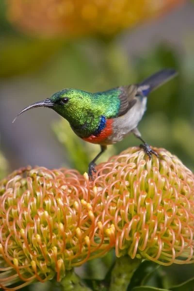 Greater Double-collared Sunbird feeds on Pincushion Protea at Kirstenbosch National