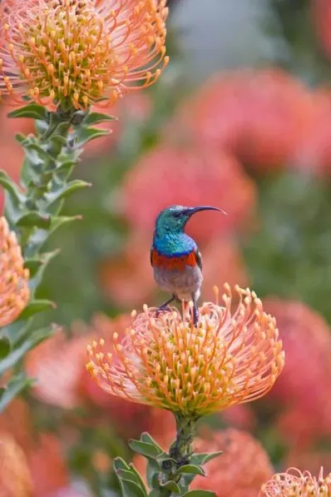 Framed Print : Greater Double-collared Sunbird feeds on Pincushion Protea at Kirstenbosch National