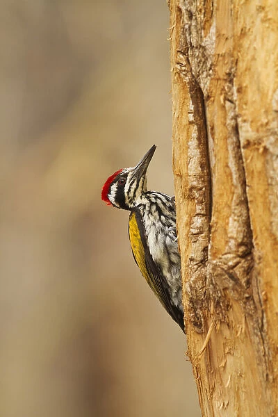 Greater Flameback Woodpecker scouting for nesting site, Tadoba Andheri Tiger Reserve (TATR)