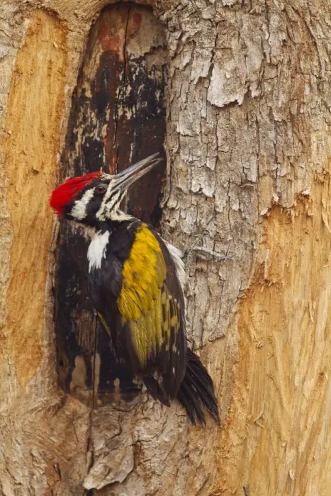 Framed Print : Greater Flameback Woodpecker scouting for nesting site, Tadoba Andheri Tiger Reserve (TATR) Framed Print : Greater Flameback Woodpecker scouting for nesting site, Tadoba Andheri Tiger Reserve (TATR)