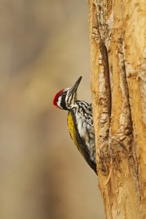 Framed Print : Greater Flameback Woodpecker scouting for nesting site, Tadoba Andheri Tiger Reserve (TATR)