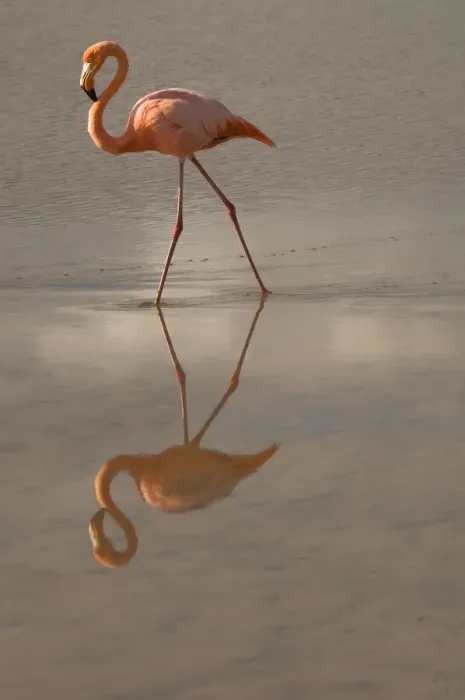 Framed Print : Greater Flamingo, Ecuador Framed Print : Greater Flamingo, Ecuador