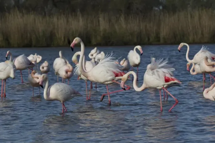 Framed Print : Greater Flamingo, Parc Ornithologique de Pond de Gau, Camargue Region of France Framed Print : Greater Flamingo, Parc Ornithologique de Pond de Gau, Camargue Region of France