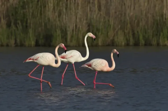 Framed Print : Greater Flamingo, Parc Ornithologique de Pond de Gau, Camargue Region of France