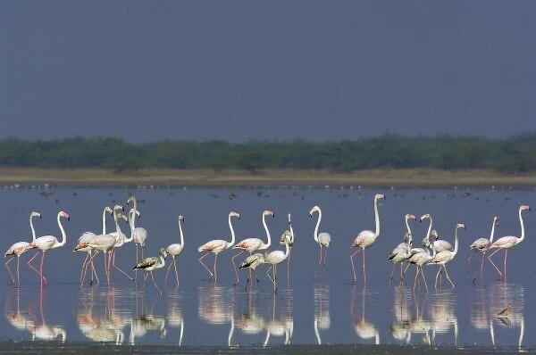 Greater Flamingo (Phoenicopterus ruber). Salt pans of Runn of Kutch. Gujarat. SW INDIA