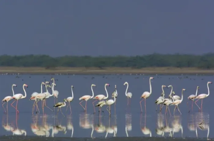 Framed Print : Greater Flamingo (Phoenicopterus ruber). Salt pans of Runn of Kutch. Gujarat. SW INDIA Framed Print : Greater Flamingo (Phoenicopterus ruber). Salt pans of Runn of Kutch. Gujarat. SW INDIA