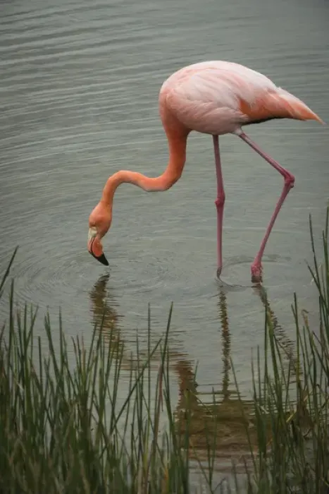 Framed Print : Greater Flamingo (Phoenicopterus ruber) Punta Moreno Isabela Island