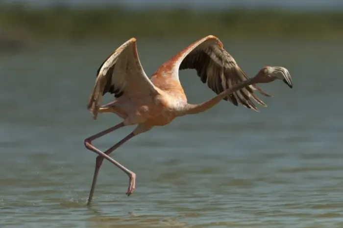 Framed Print : Greater Flamingo (Phoenicopterus ruber) and Red Mangrove Islet (Rizophora mangle)