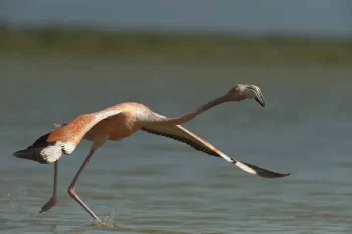 Framed Print : Greater Flamingo (Phoenicopterus ruber) and Red Mangrove Islet (Rizophora mangle)