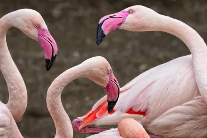 Framed Print : Greater flamingos (captive). Cincinnati Zoo, Ohio