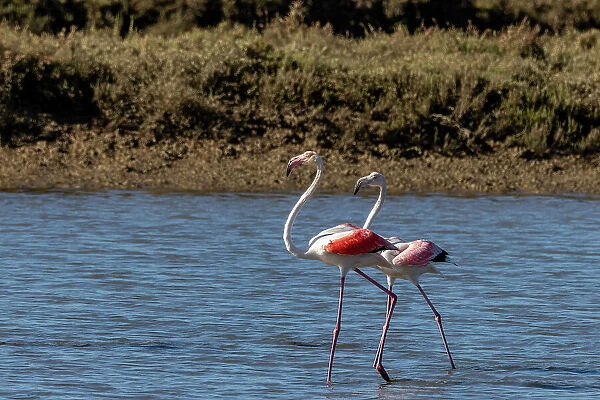 Greater flamingos feed in salt pans in Tavira, Portugal