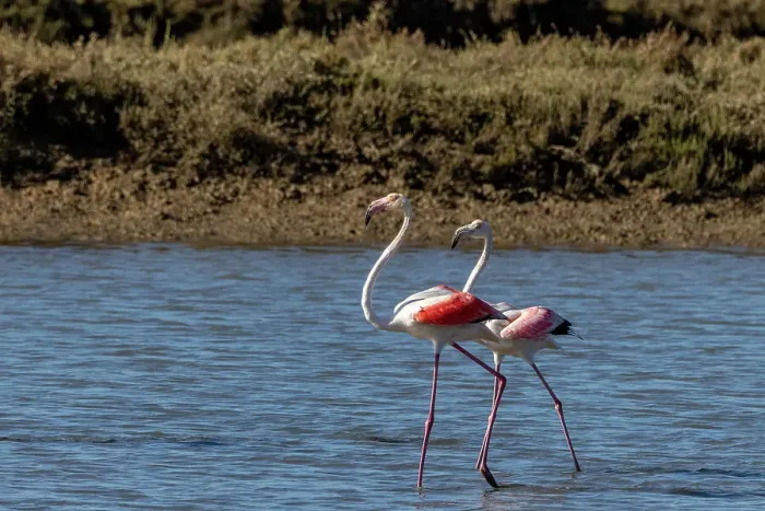 Framed Print : Greater flamingos feed in salt pans in Tavira, Portugal