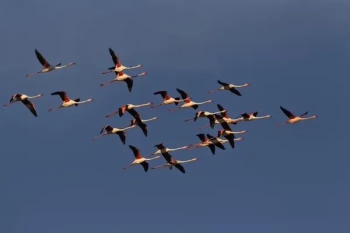 Framed Print : Greater Flamingos in flight, Camargue region of France, Parc Naturel Rgional de Camargue