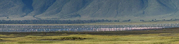 Greater flamingos (Phoenicopterus roseus), Ngorongoro crater