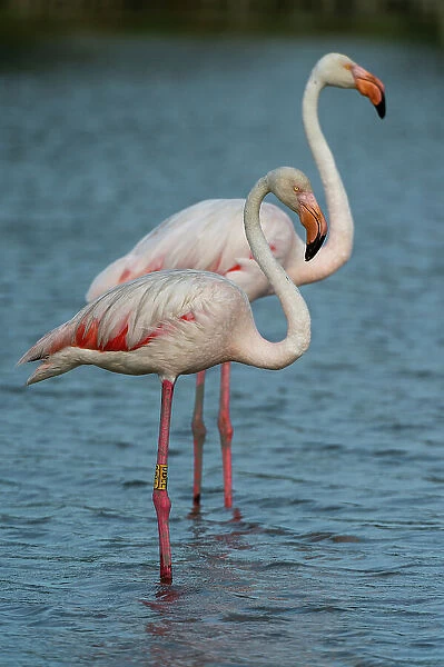 Two greater flamingos, Phoenicopterus roseus, standing side by side in water. Saintes Maries de la Mer, Camargue, Bouches du Rhone, Provence Alpes Cote d'Azur, France