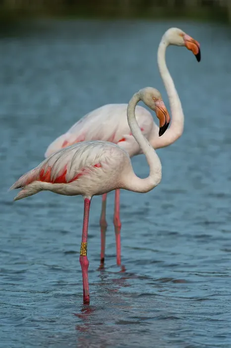 Framed Print : Two greater flamingos, Phoenicopterus roseus, standing side by side in water. Saintes Maries de la Mer, Camargue, Bouches du Rhone, Provence Alpes Cote d'Azur, France Framed Print : Two greater flamingos, Phoenicopterus roseus, standing side by side in water. Saintes Maries de la Mer, Camargue, Bouches du Rhone, Provence Alpes Cote d'Azur, France