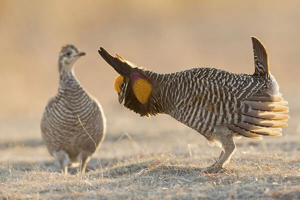 Greater prairie chicken courting hen