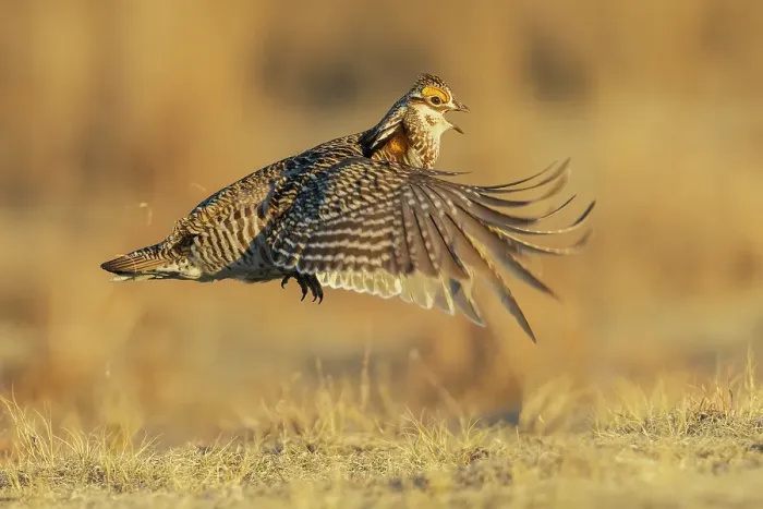 Framed Print : Greater prairie chicken flight display on the lek Framed Print : Greater prairie chicken flight display on the lek