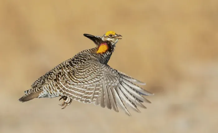 Framed Print : Greater prairie chicken flying, eastern Colorado plains, USA