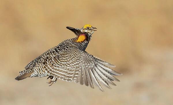 Greater prairie chicken flying, eastern Colorado plains, USA