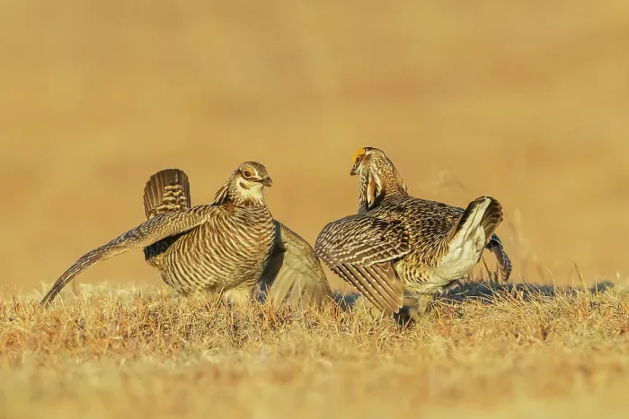 Framed Print : Greater prairie chicken males face off over territory dispute Framed Print : Greater prairie chicken males face off over territory dispute