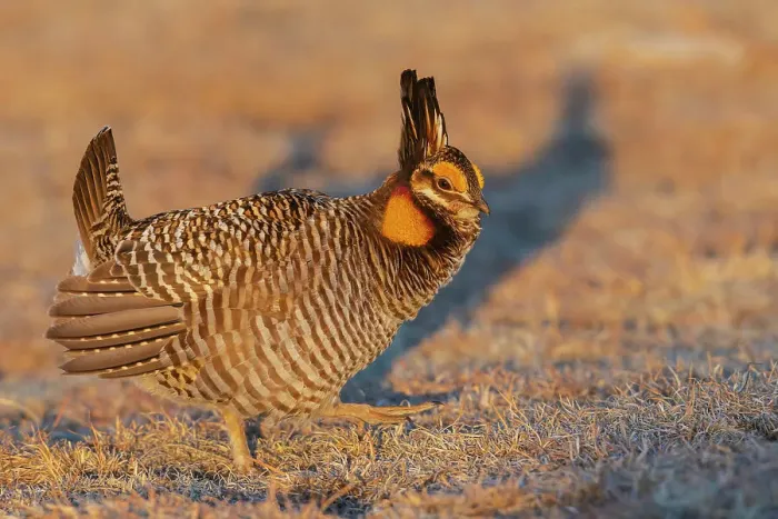 Framed Print : Greater prairie chicken, morning dance on the lek in North-eastern Colorado