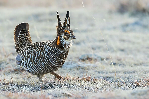 Greater prairie chicken, strolling its territory, Colorado eastern plains, USA