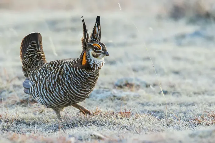 Framed Print : Greater prairie chicken, strolling its territory, Colorado eastern plains, USA