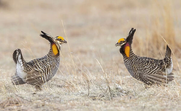 Greater prairie chickens, competing males