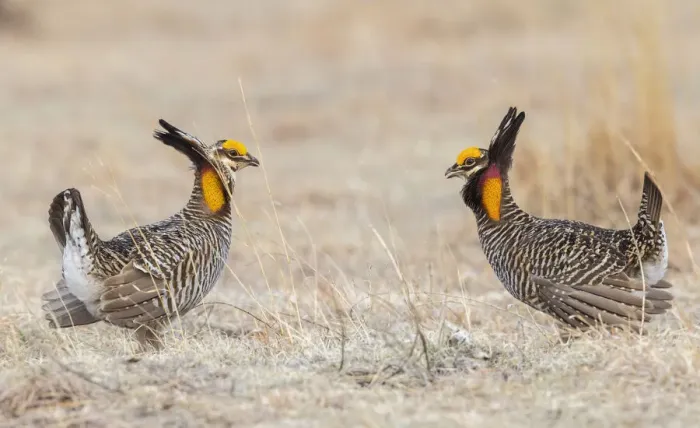 Framed Print : Greater prairie chickens, competing males