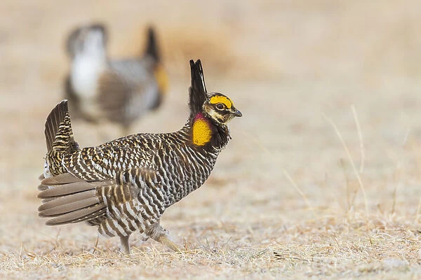 Greater prairie chickens, competing males