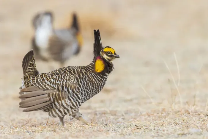 Framed Print : Greater prairie chickens, competing males Framed Print : Greater prairie chickens, competing males
