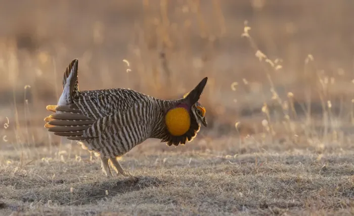Framed Print : Greater prairie chickens, courtship display Framed Print : Greater prairie chickens, courtship display