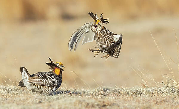 Greater prairie chickens, territorial dispute, eastern Colorado plains, USA