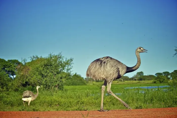 Framed Print : Greater Rhea, Rhea americana, Corrientes, Argentina Framed Print : Greater Rhea, Rhea americana, Corrientes, Argentina