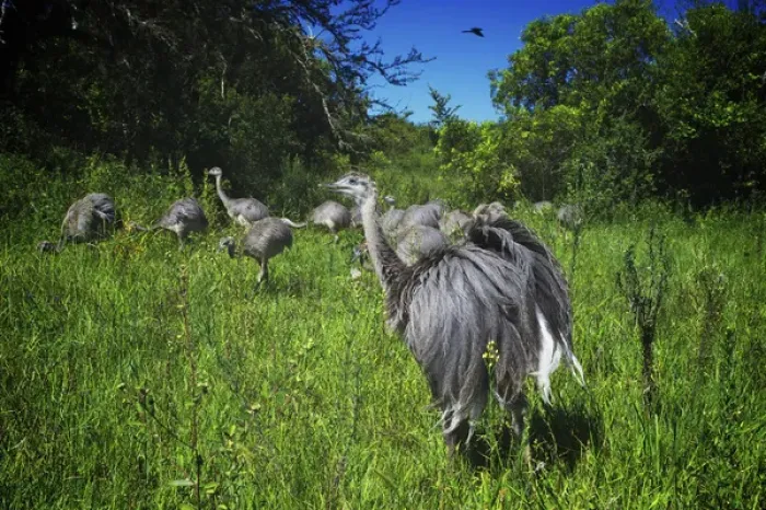 Framed Print : Greater Rhea, Rhea americana, Corrientes, Argentina Framed Print : Greater Rhea, Rhea americana, Corrientes, Argentina