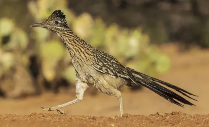 Framed Print : Greater roadrunner on the go
