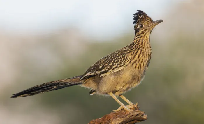Framed Print : Greater roadrunner Framed Print : Greater roadrunner