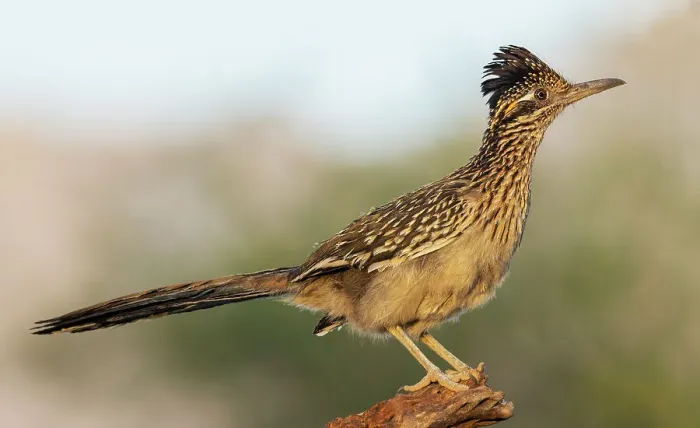 Framed Print : Greater roadrunner
